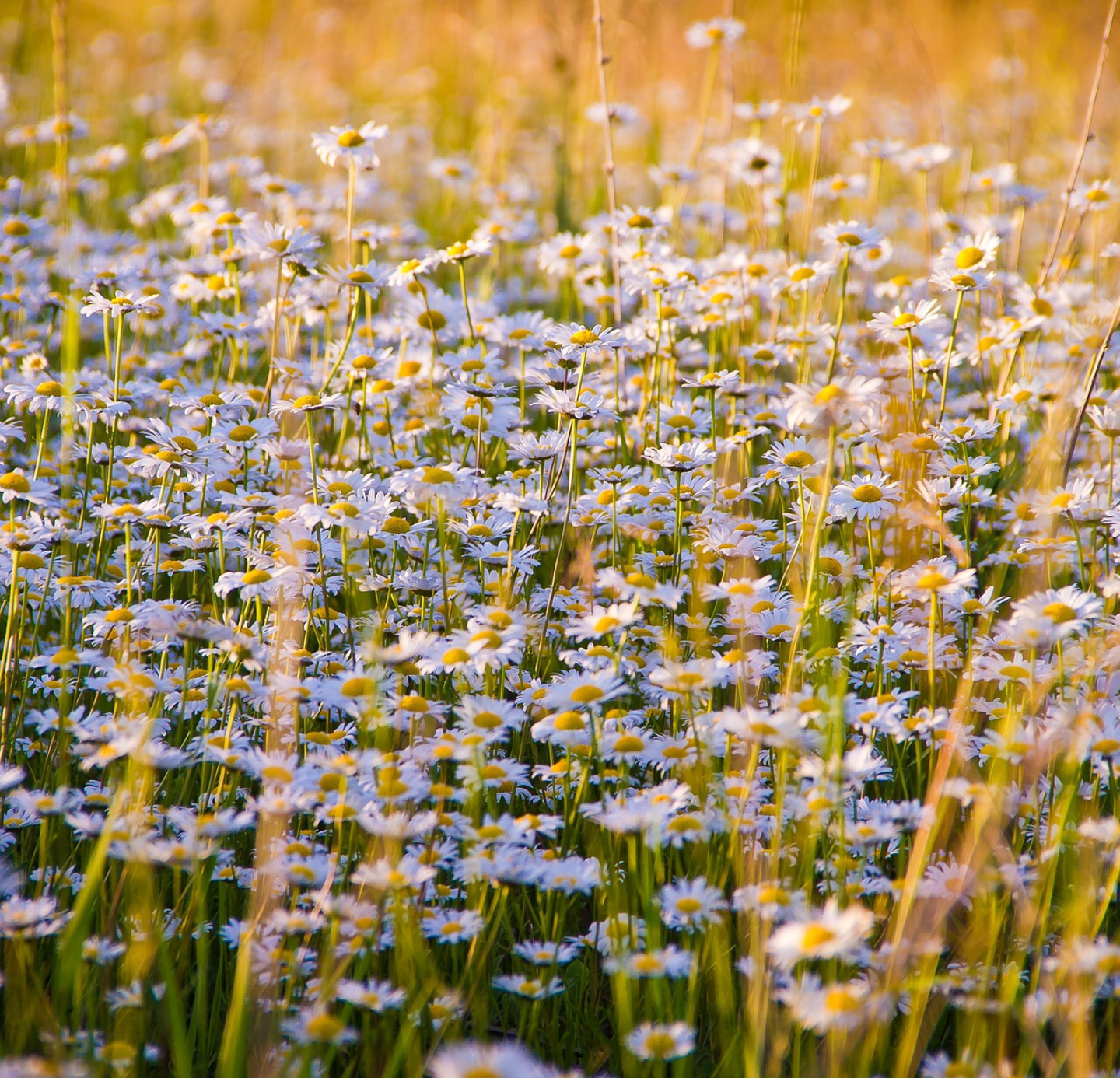 Chamomile Oil