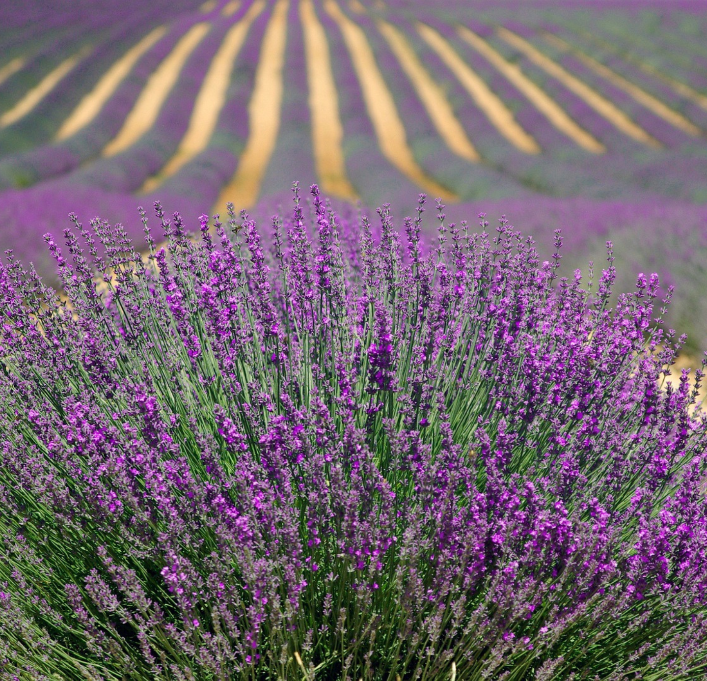 Lavender oil: The perfect relaxation and wellness companion