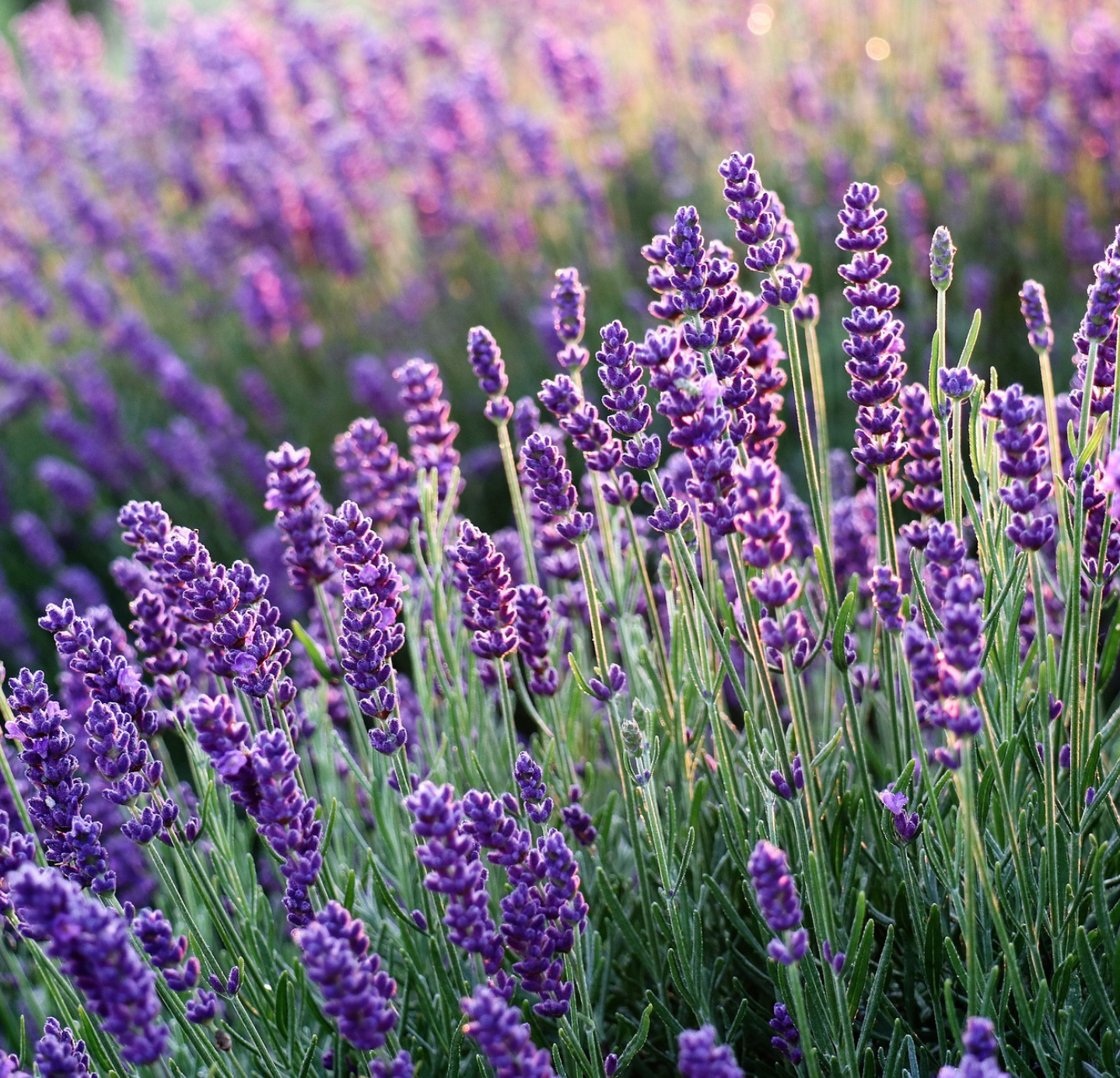 Lavender oil: The perfect relaxation and wellness companion