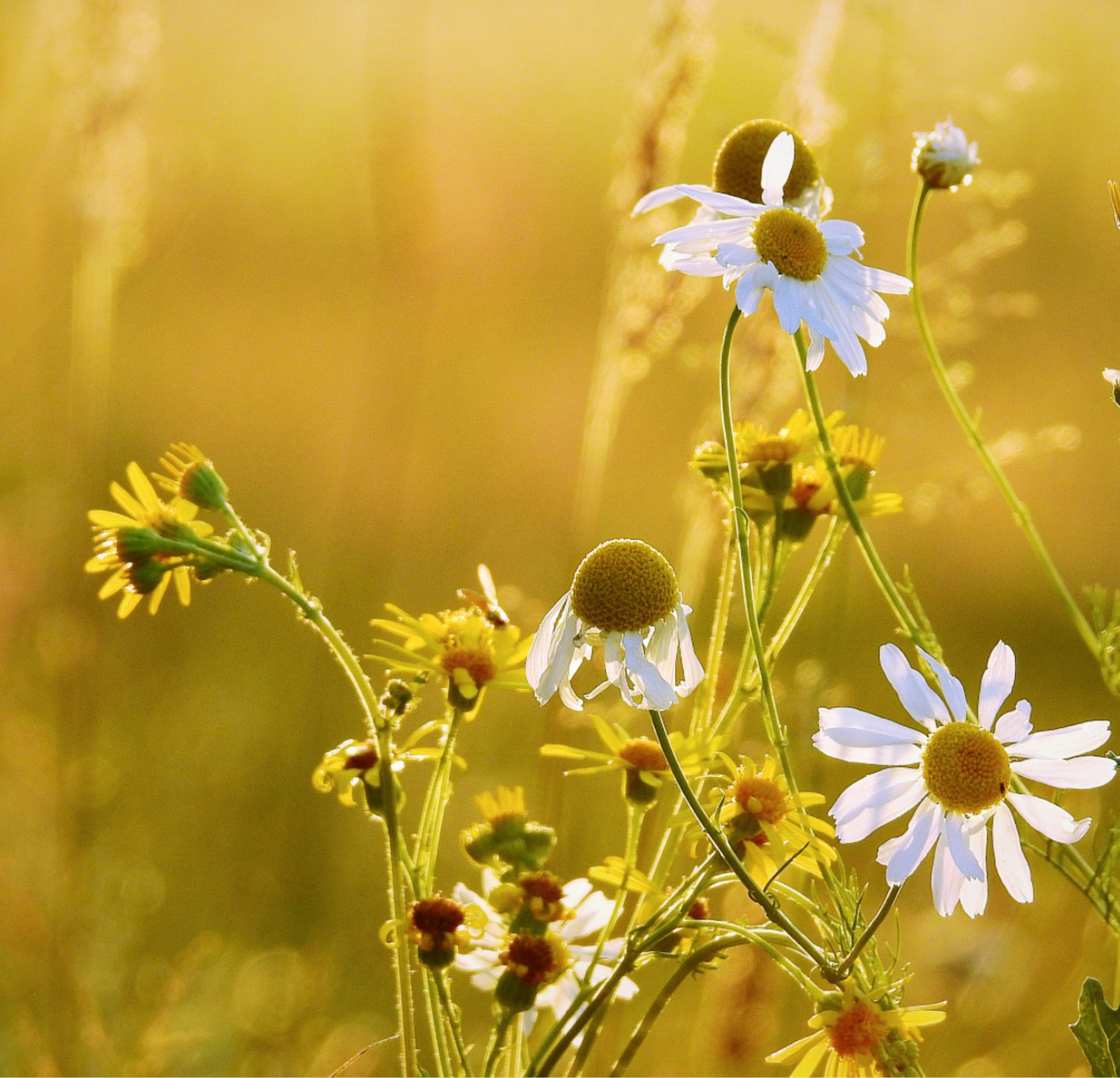 Chamomile Oil