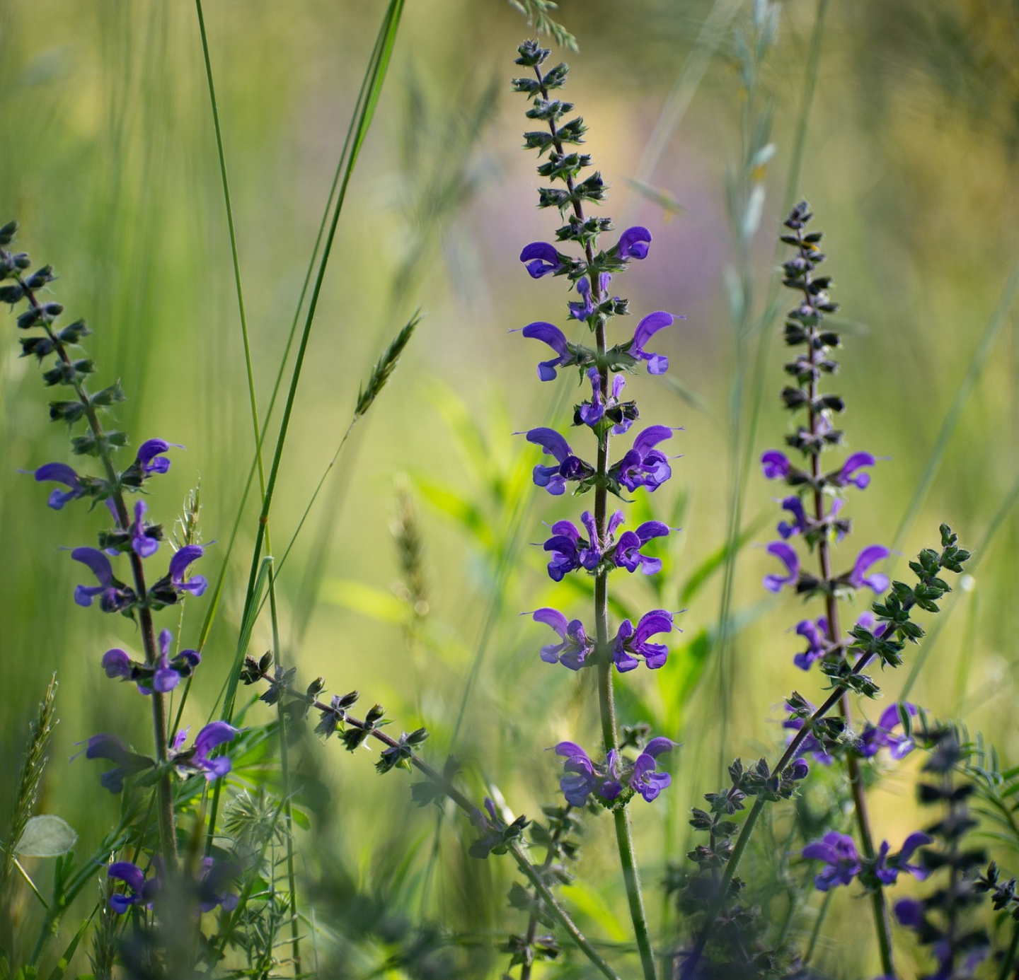 Clary sage Oil