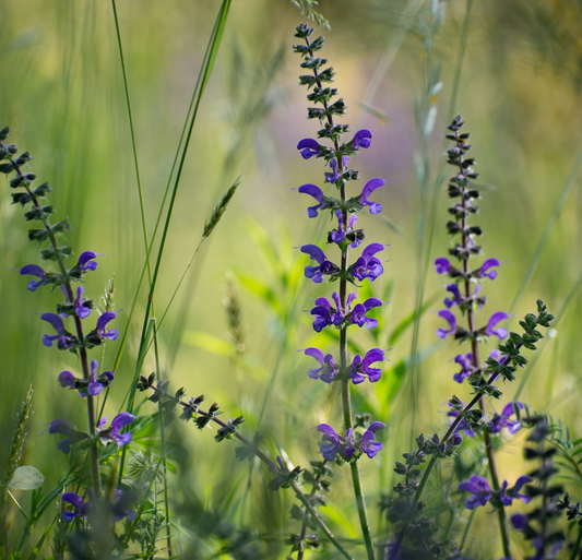 Clary sage Oil