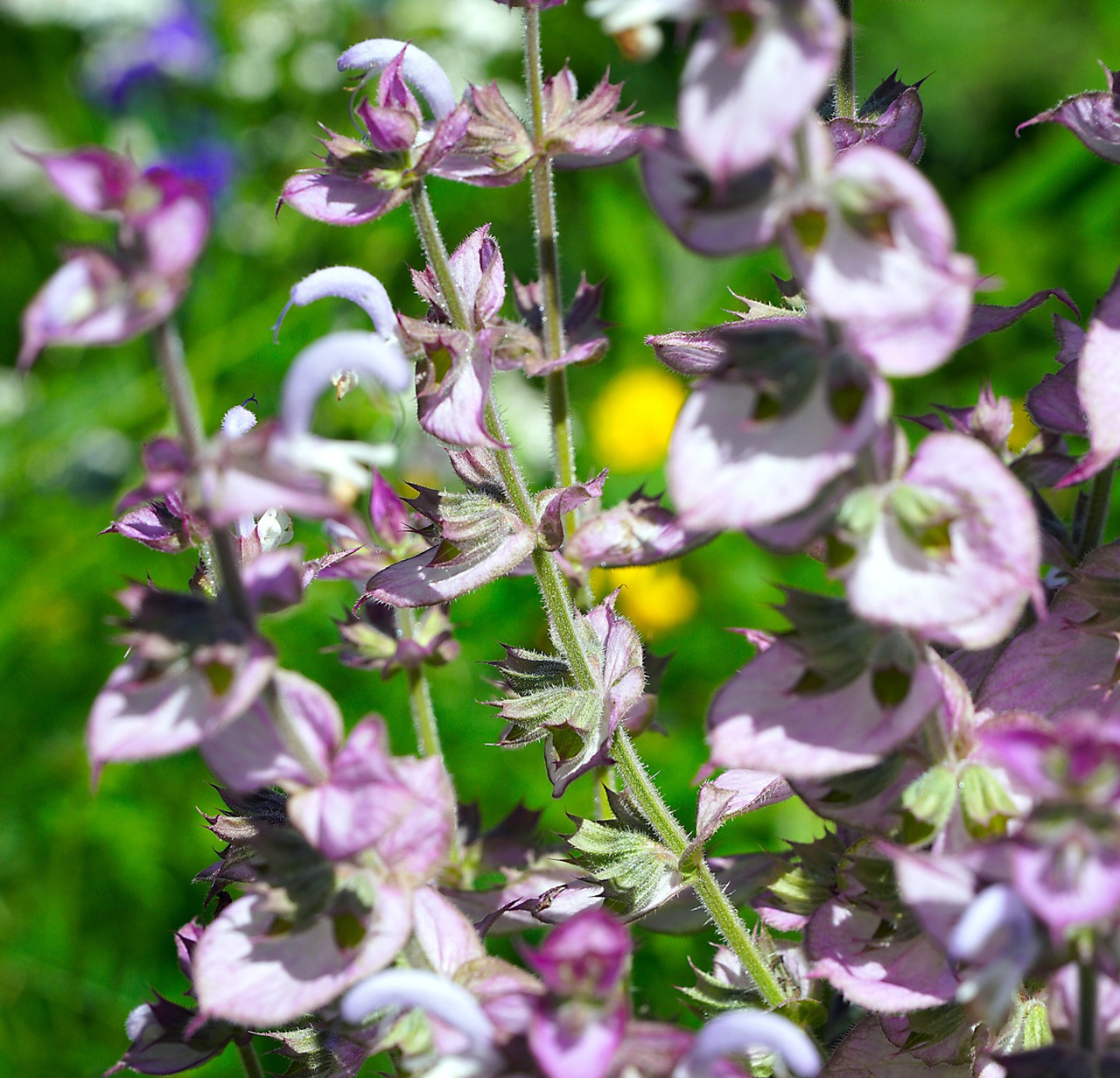 Clary sage Oil