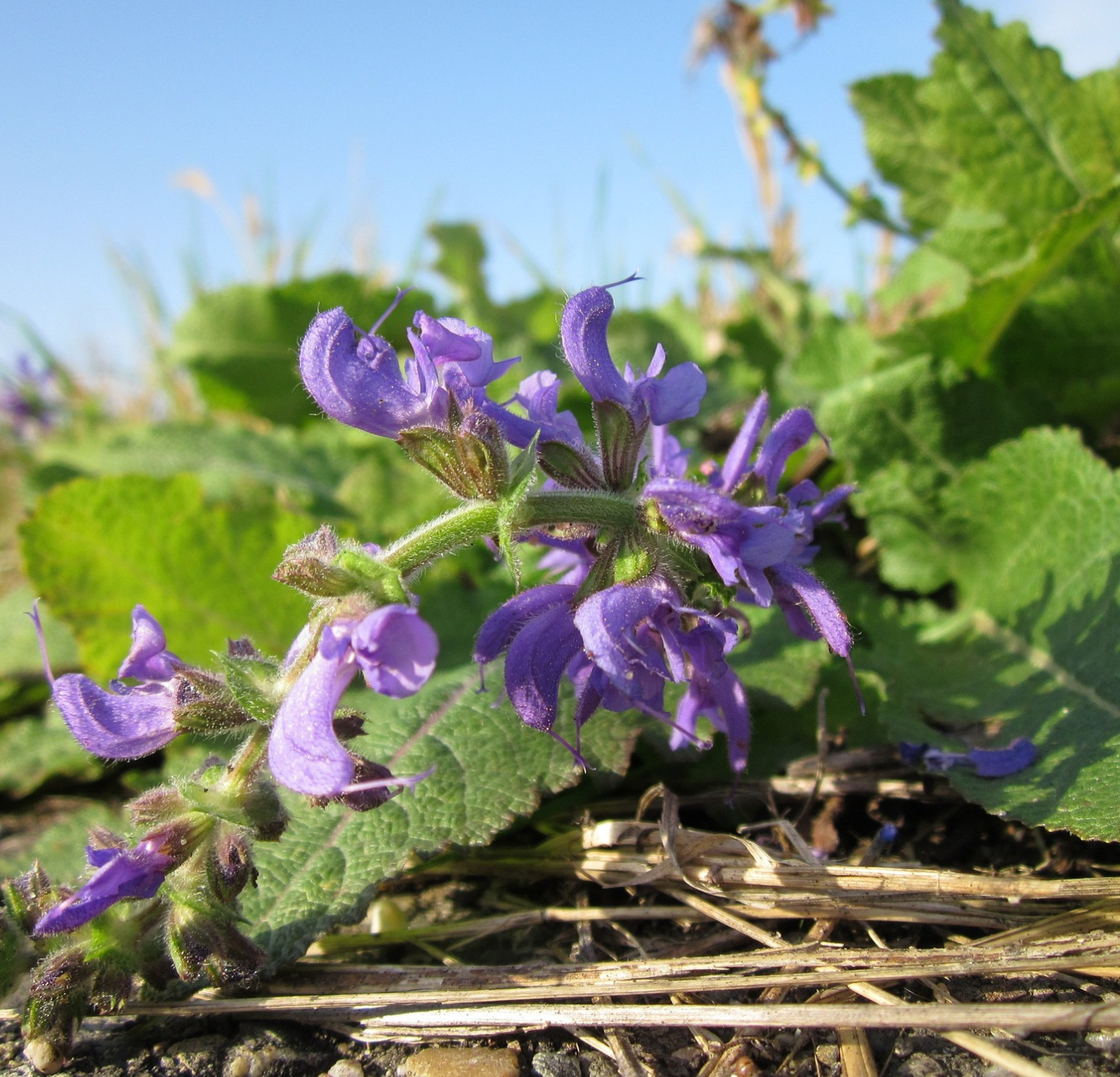 Clary sage Oil