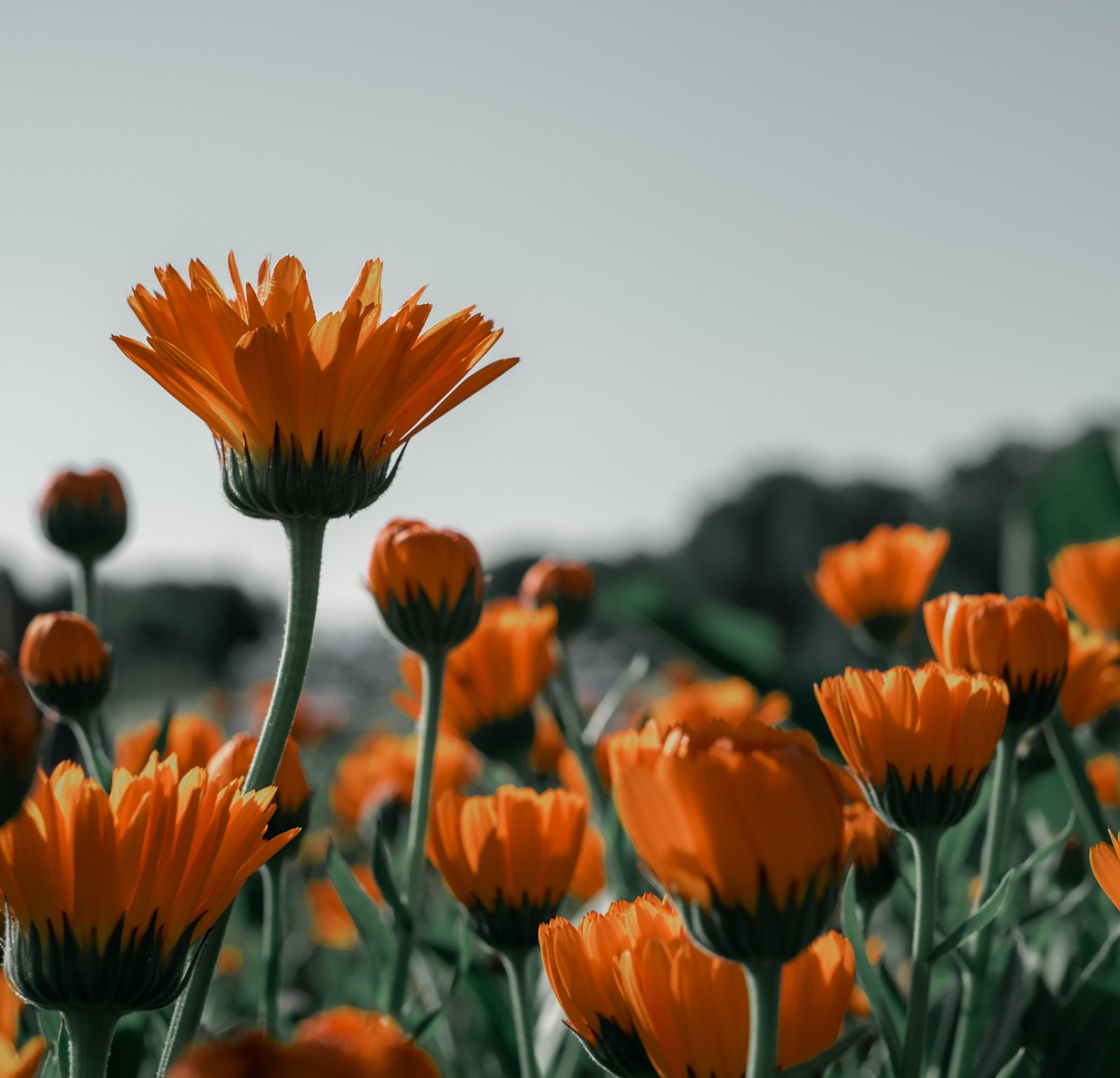 Calendula Oil