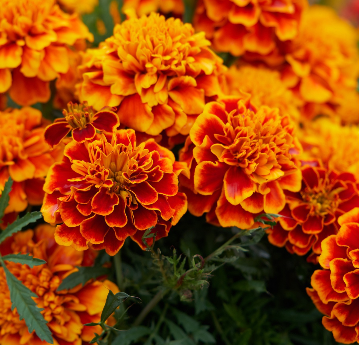 Tagetes Oil