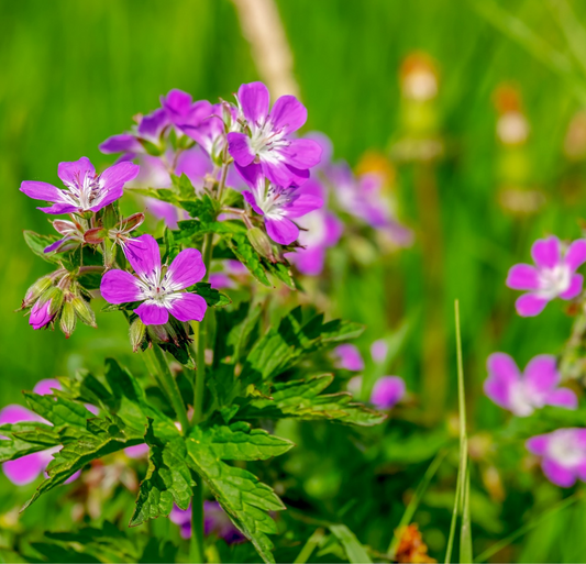 Geranium Oil