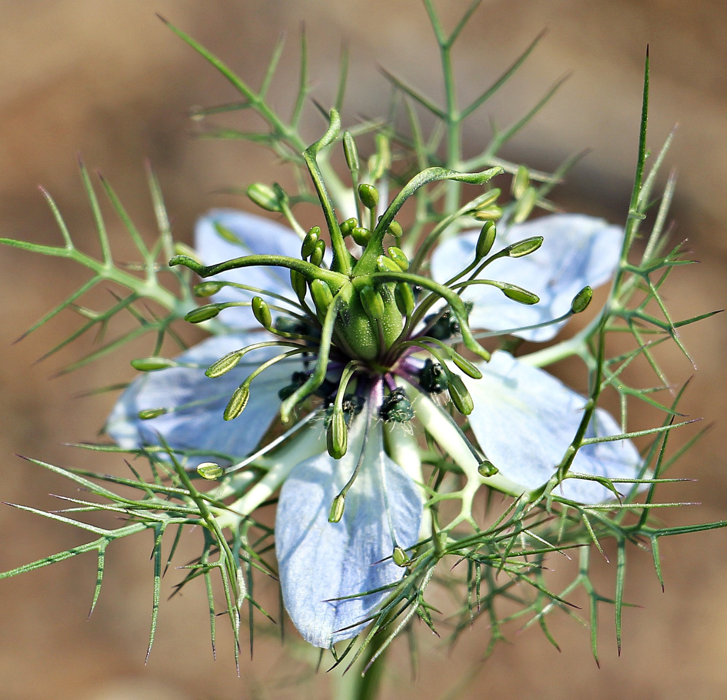 Cumin Oil