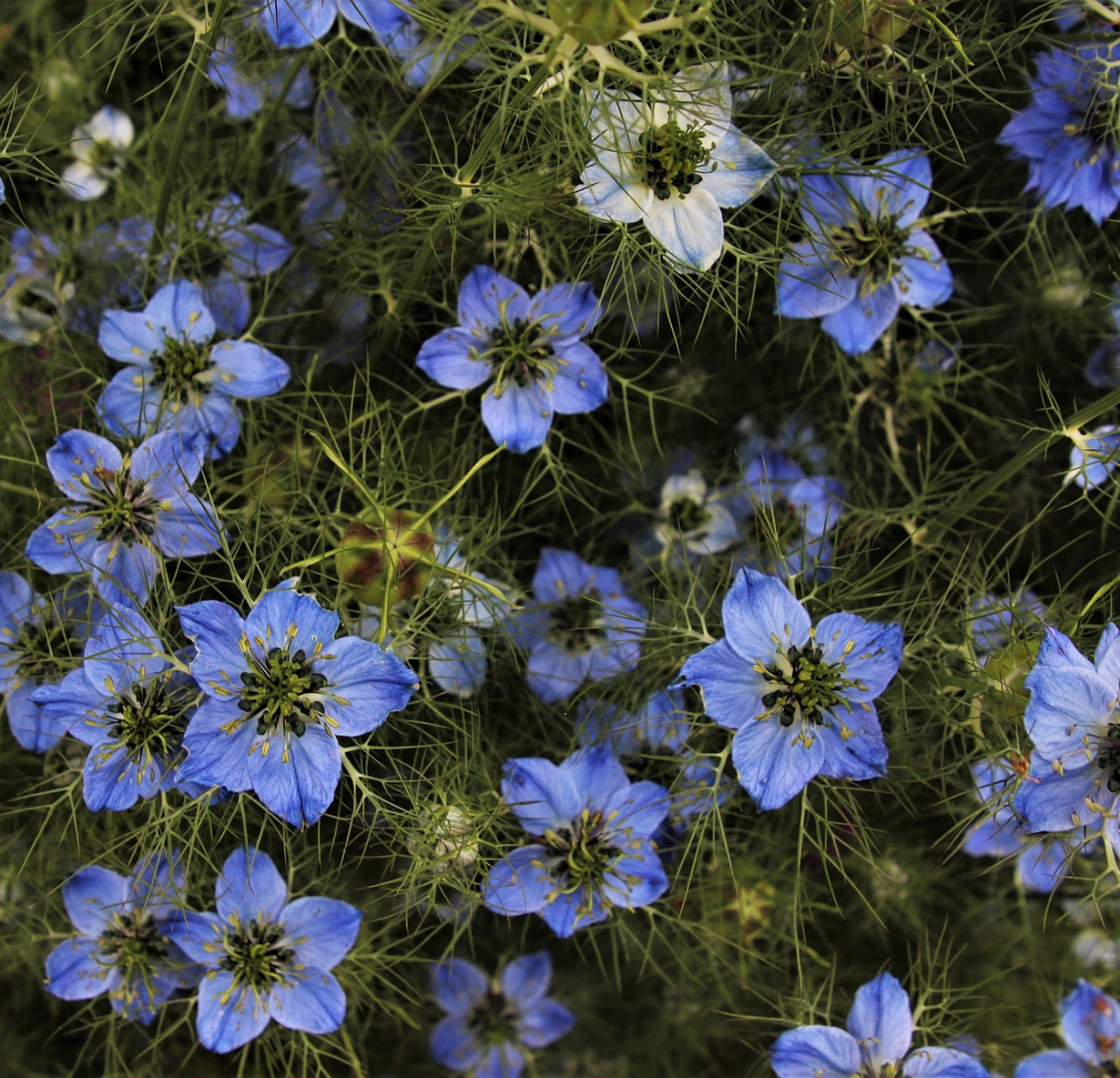 Cumin Oil