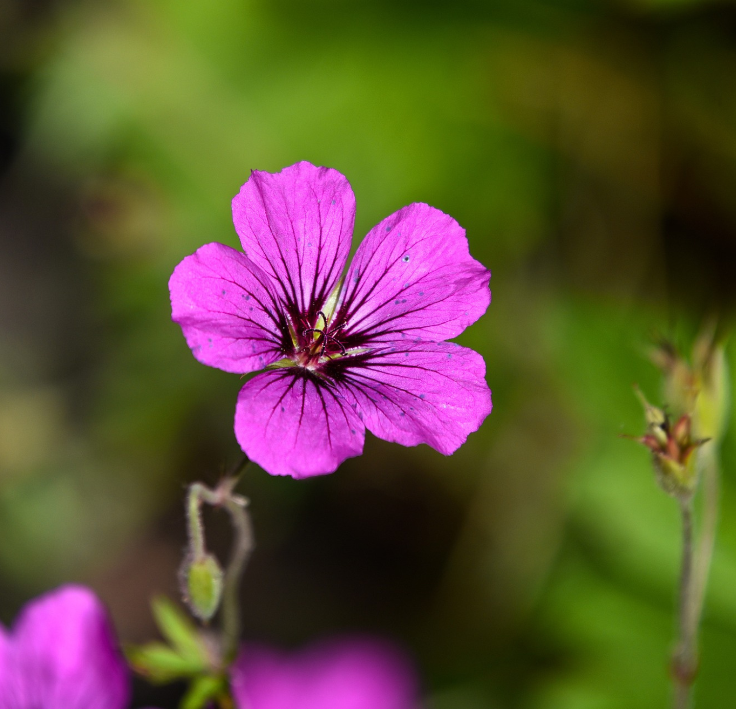 Geranium Oil