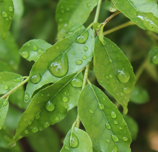 Curry Leaf Oil