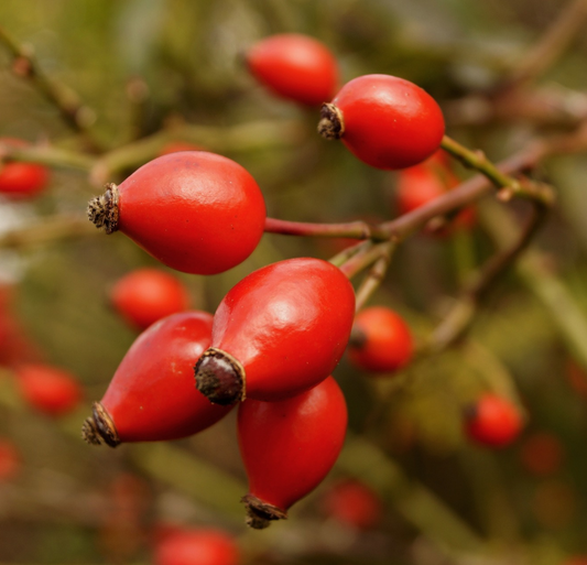 Rosehip Oil