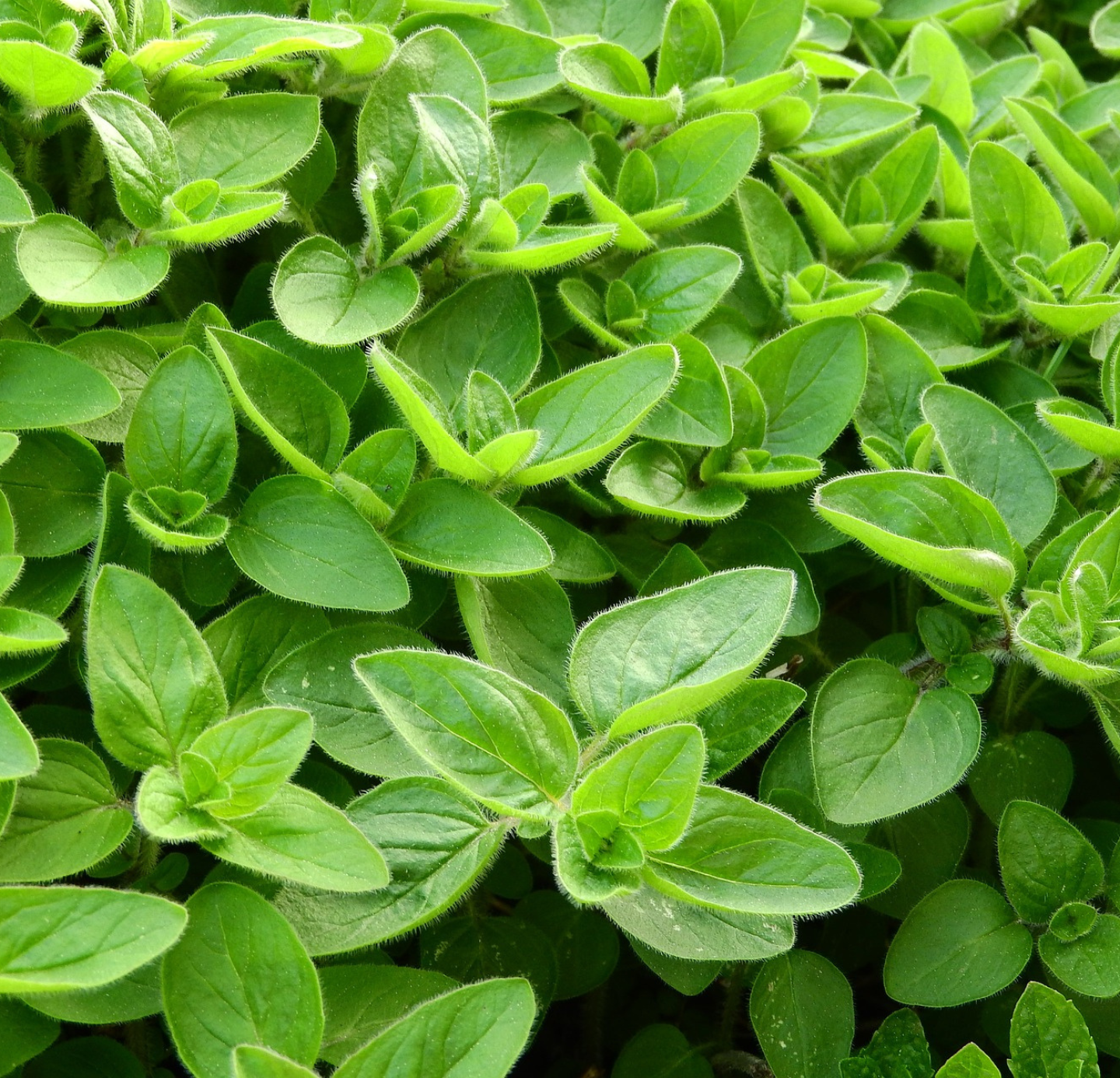 Marjoram Oil