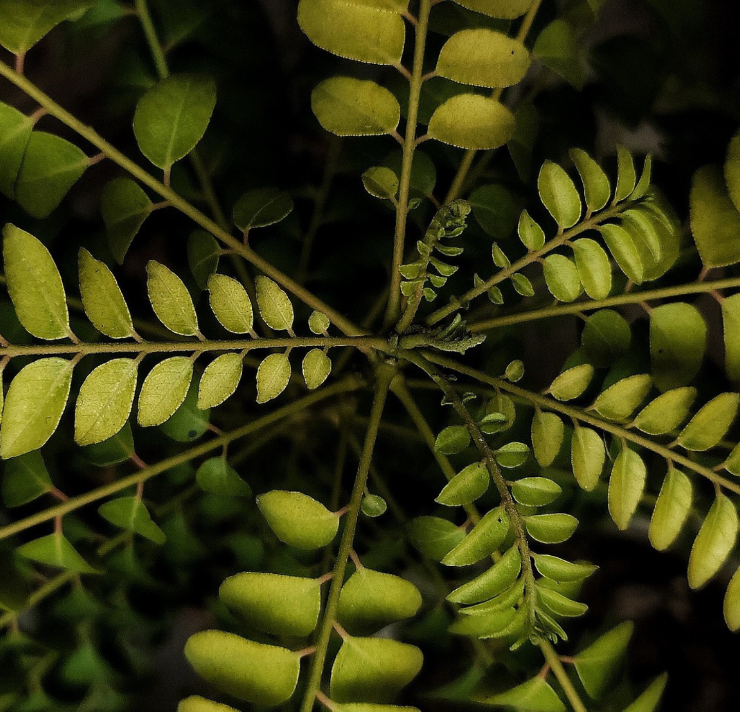 Curry Leaf Oil