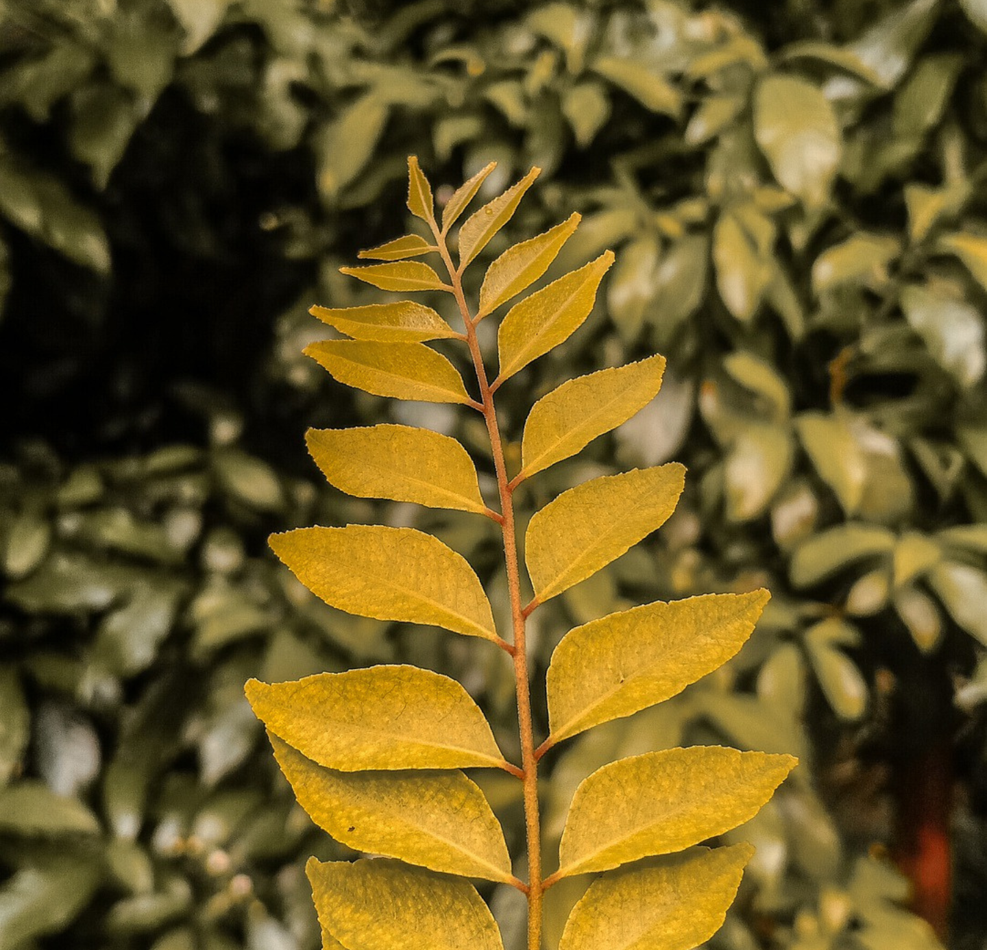 Curry Leaf Oil