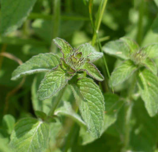 Mentha Piperita Oil