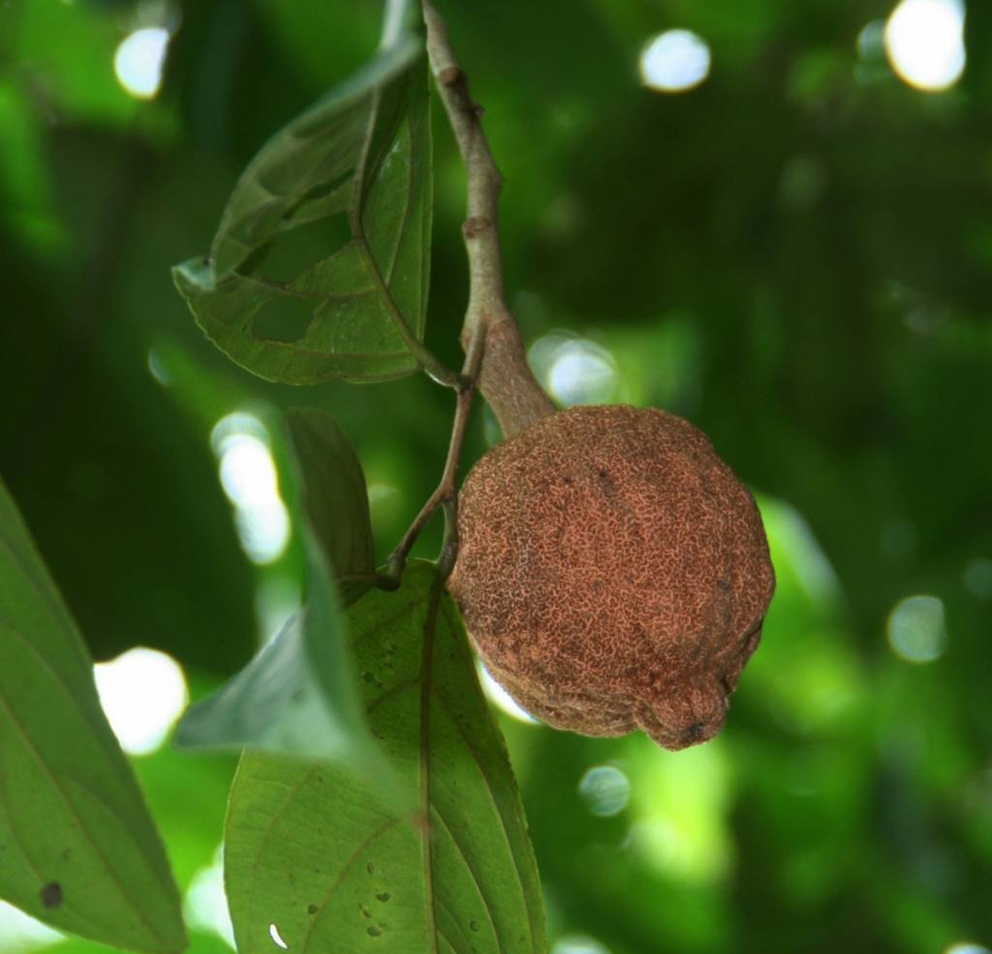 Chaulmoogra Oil