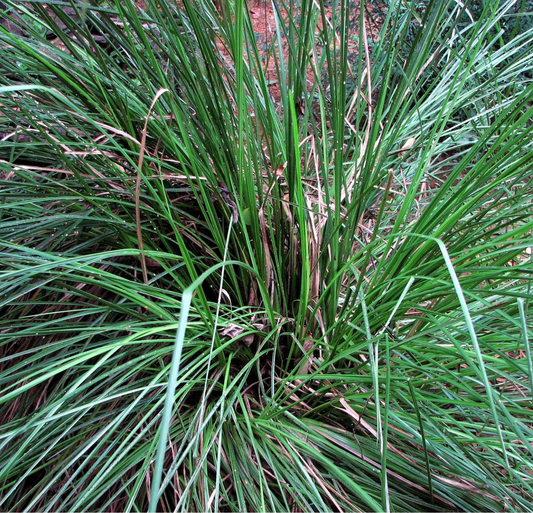 Vetiver Oil