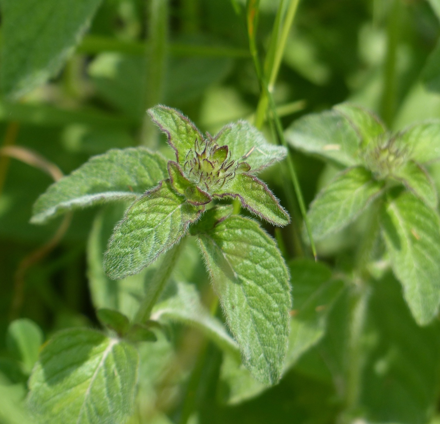 Mentha Oil