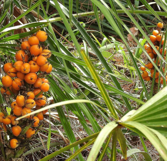 Saw Palmetto Oil