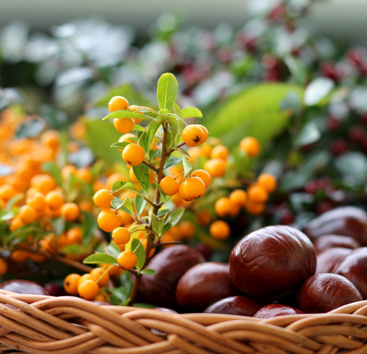 Sea Buckthorn Oil