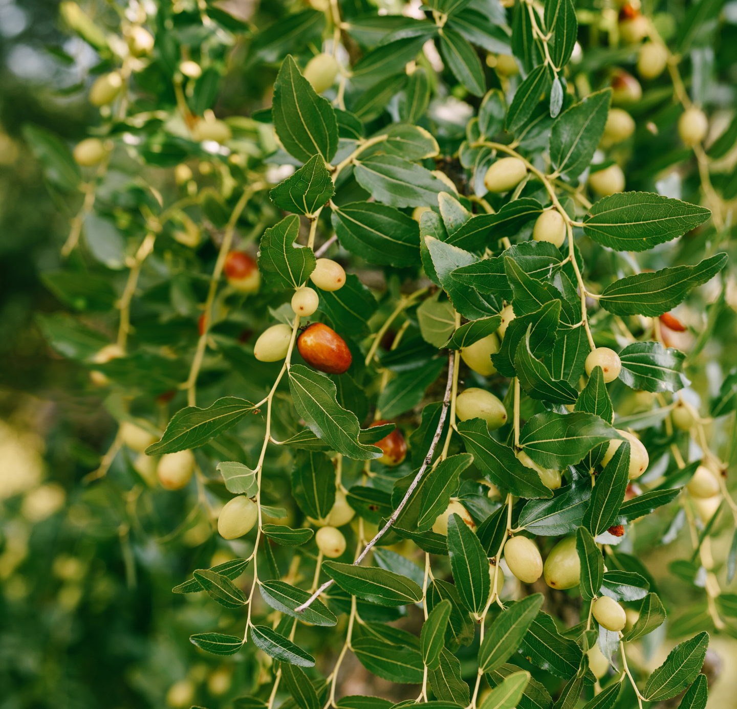 Jojoba Oil