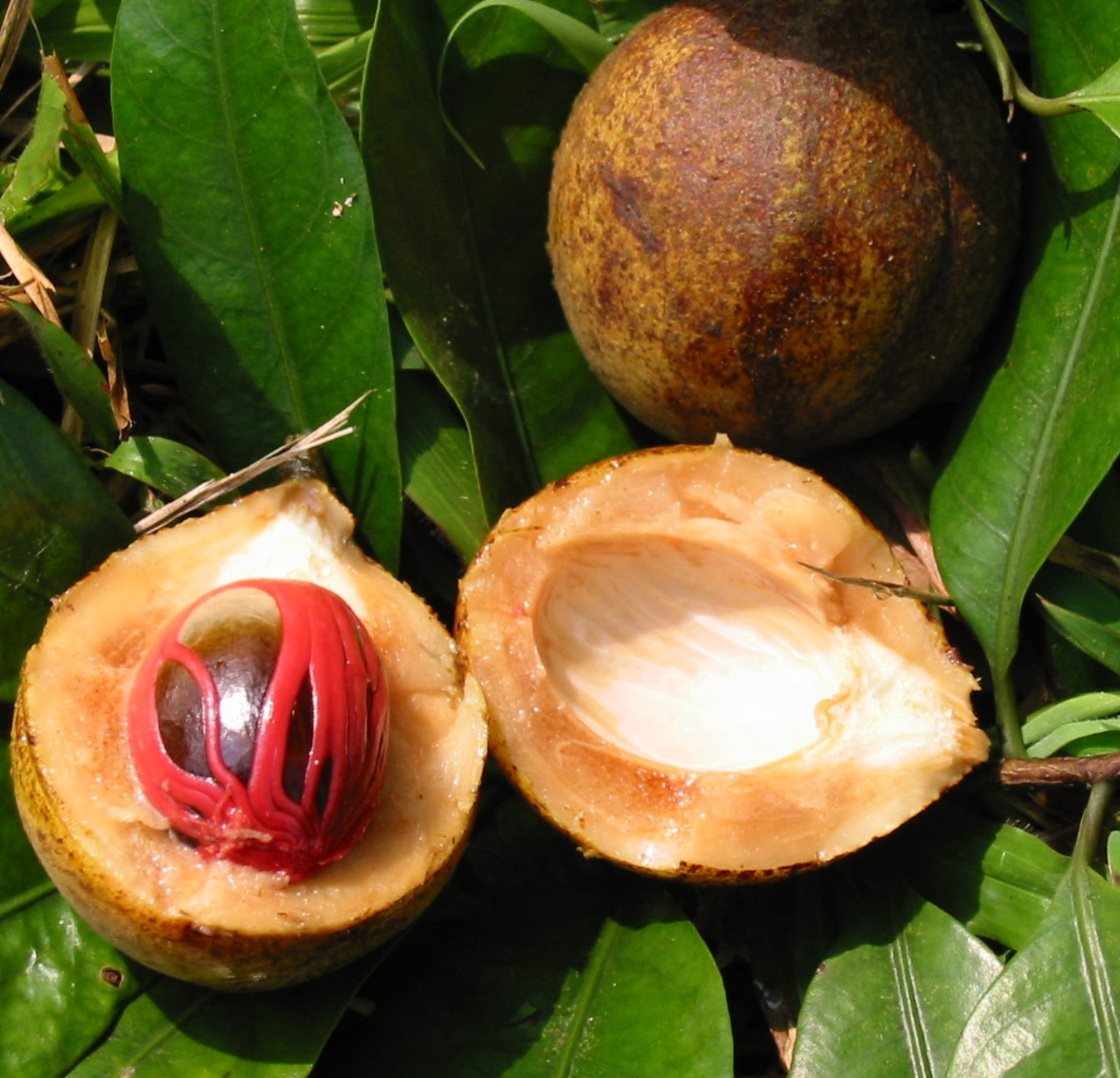 Nutmeg Oil