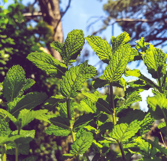 Mentha Oil