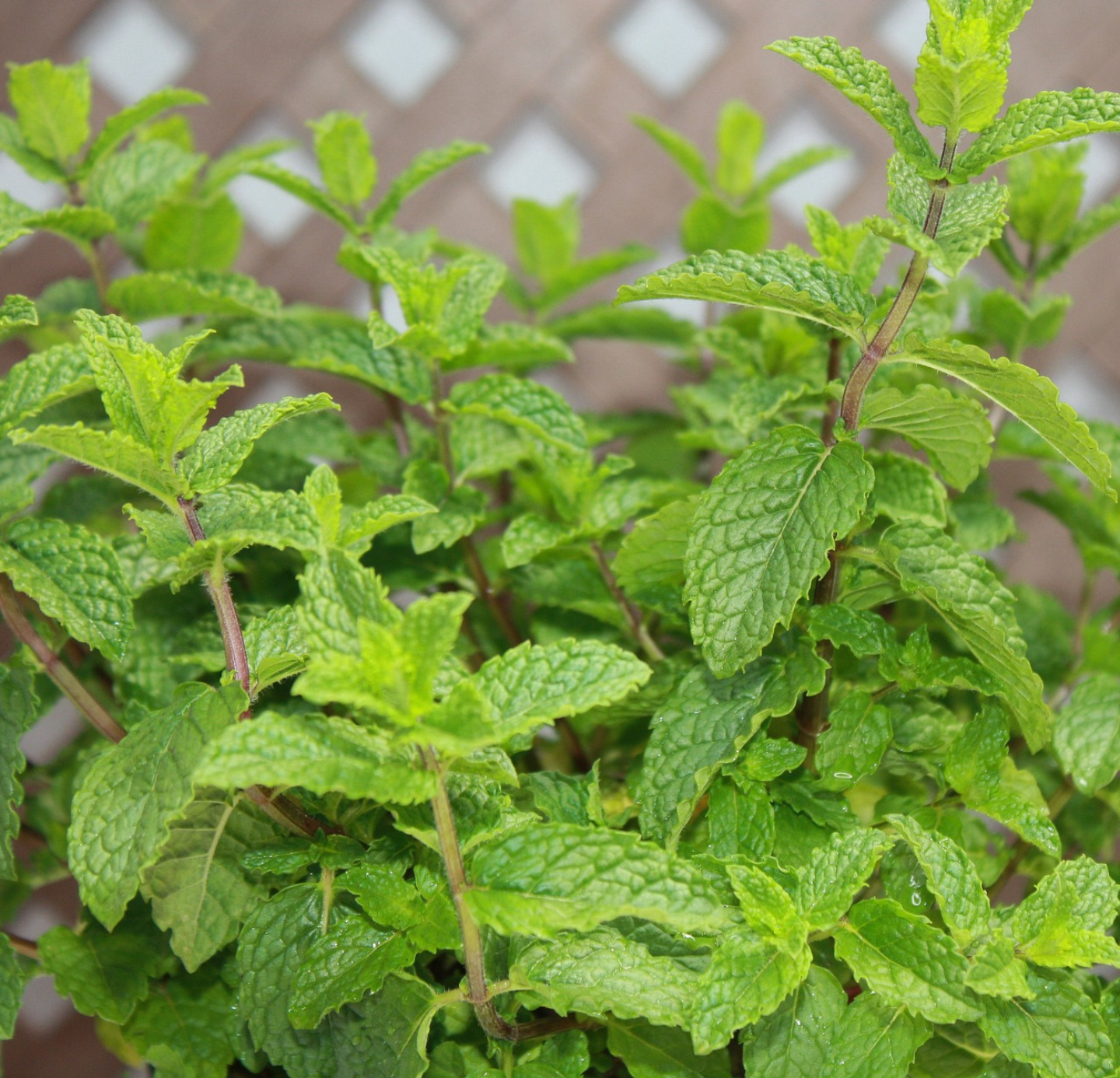 Mentha Oil