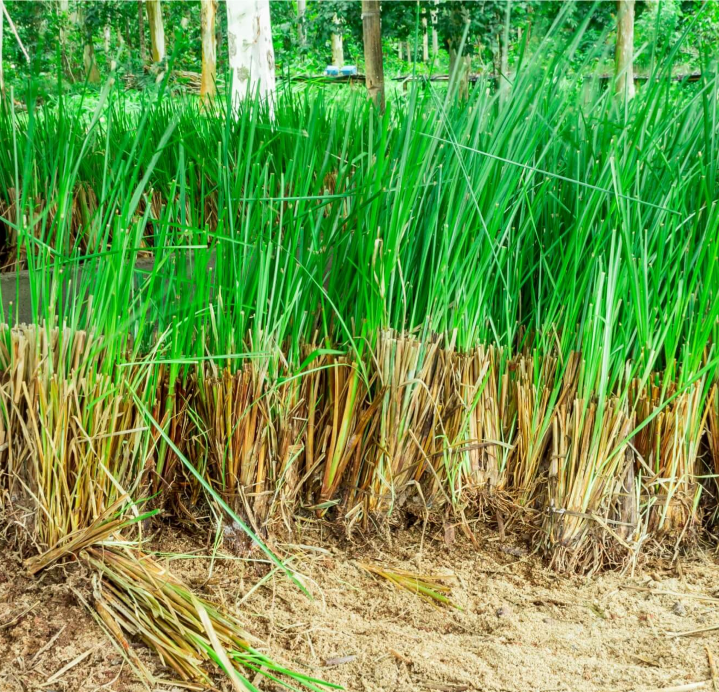 Vetiver Oil