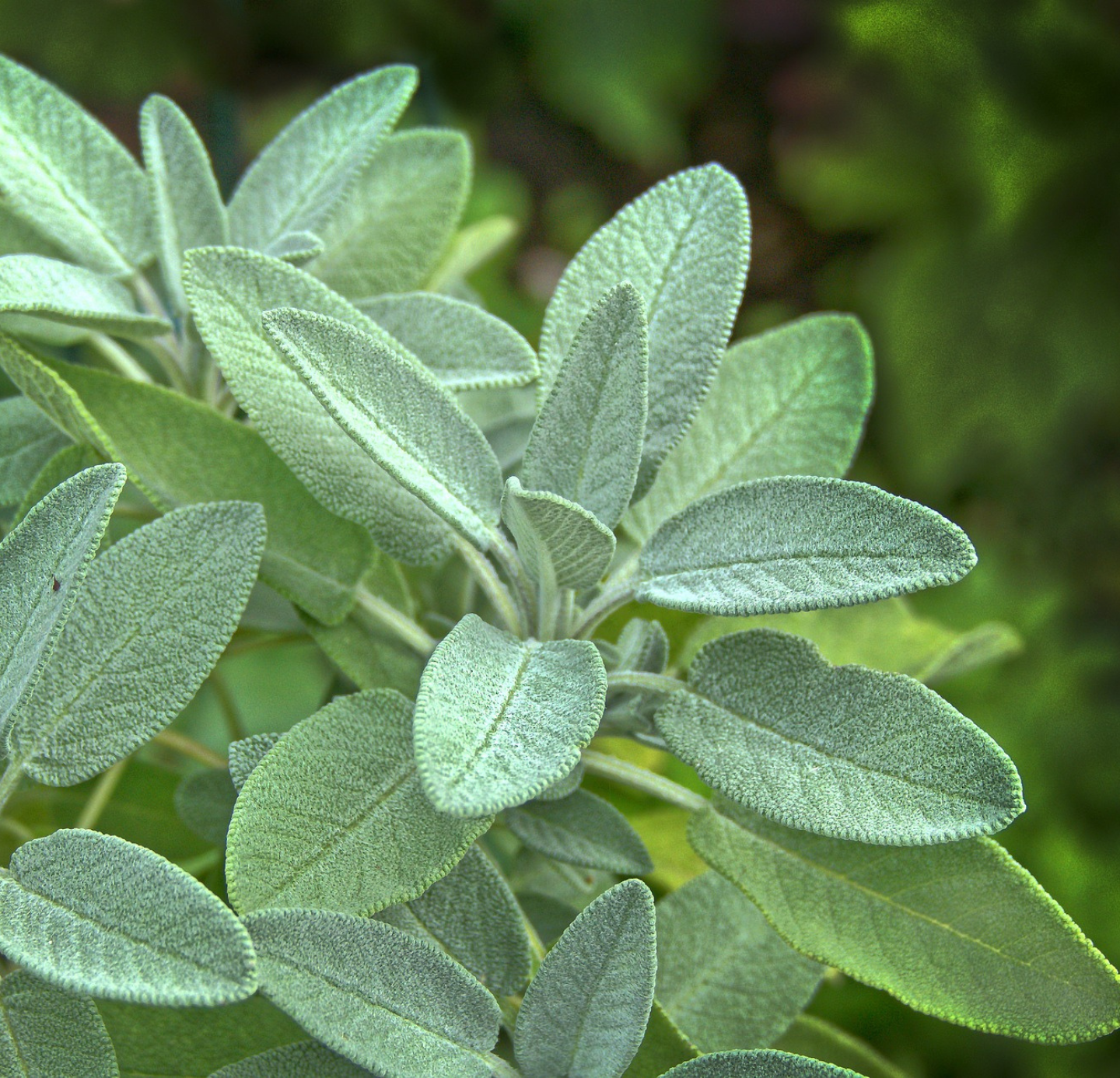 Sage Oil