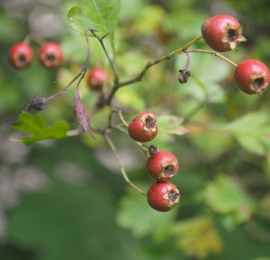 Wintergreen Oil