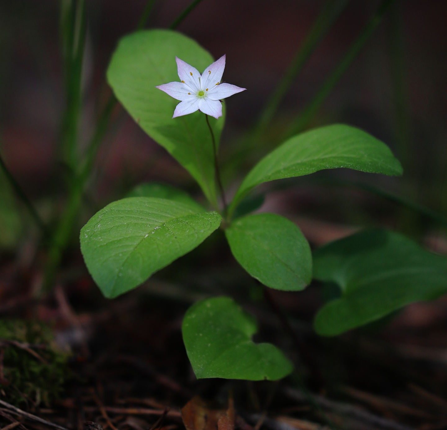 Wintergreen Oil