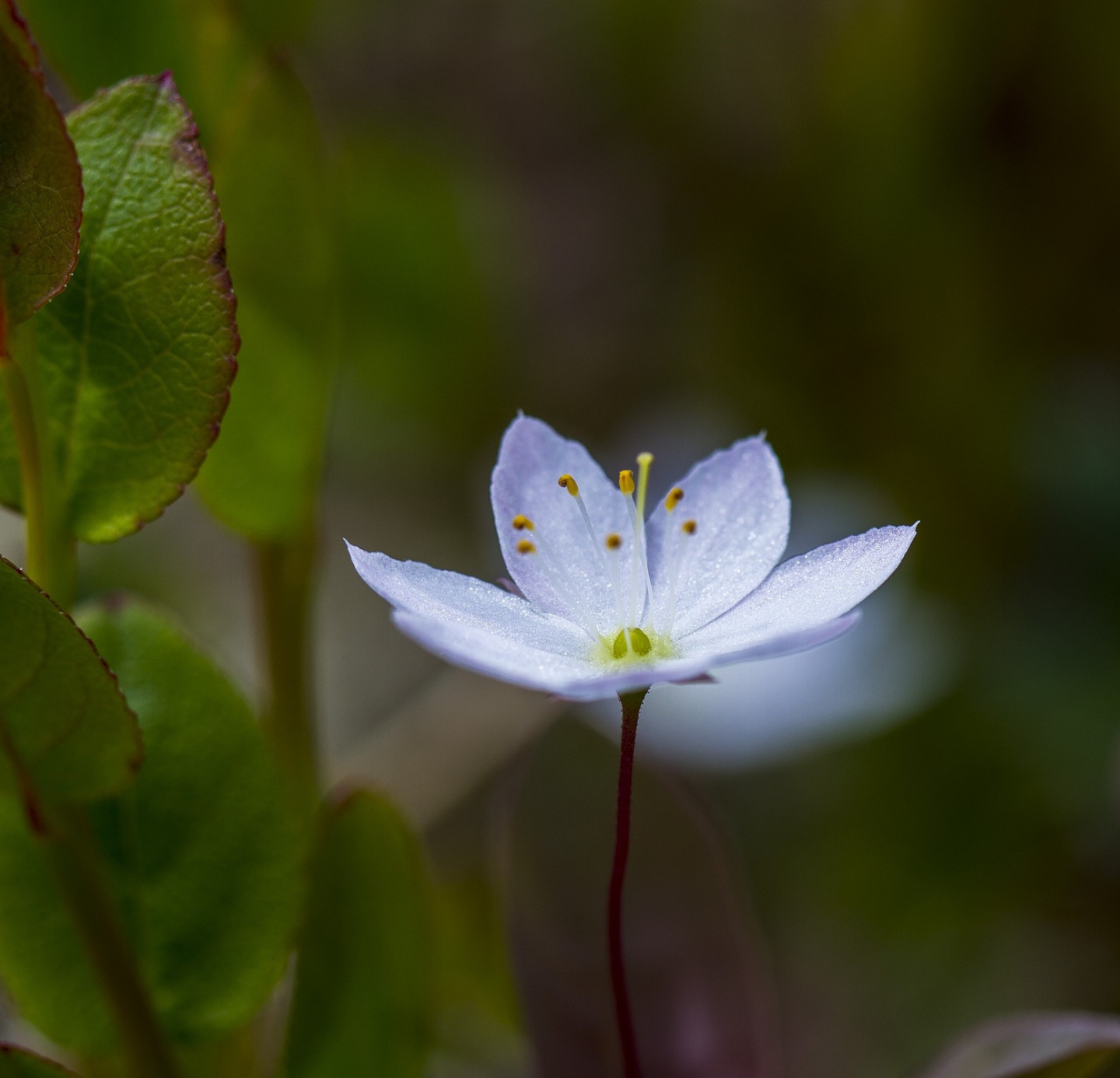 Wintergreen Oil