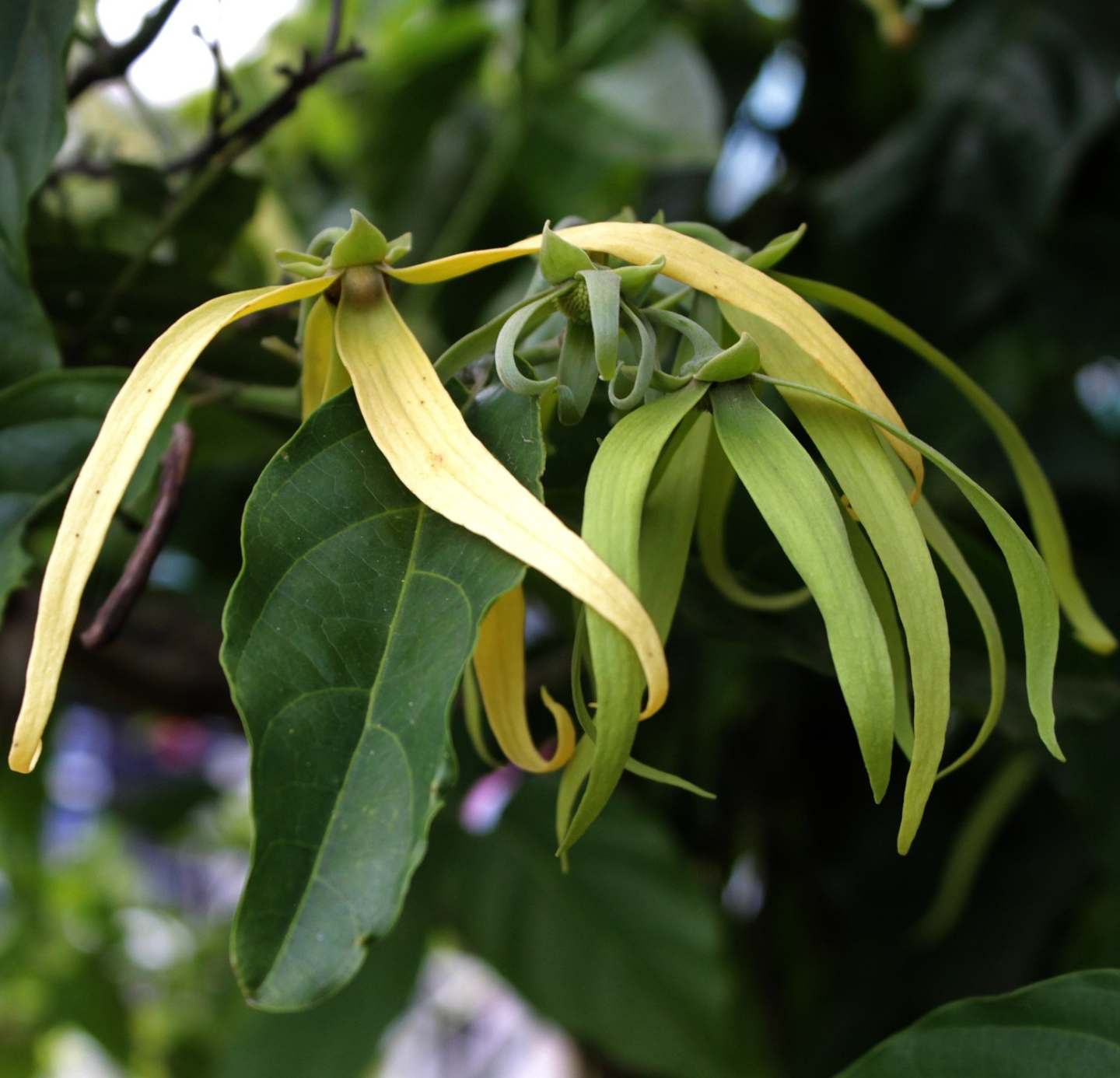 Ylang Ylang Oil