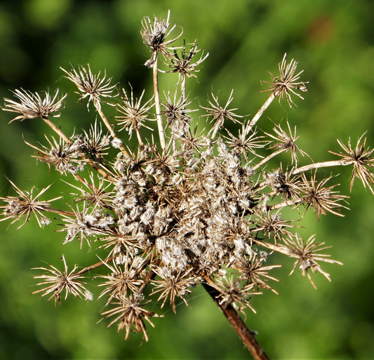 Parsley Seed oil