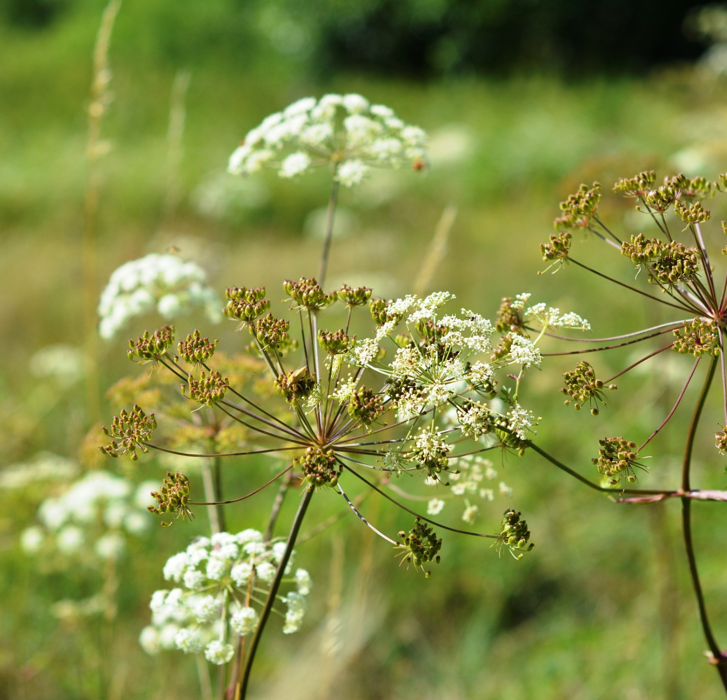 Parsley Seed oil