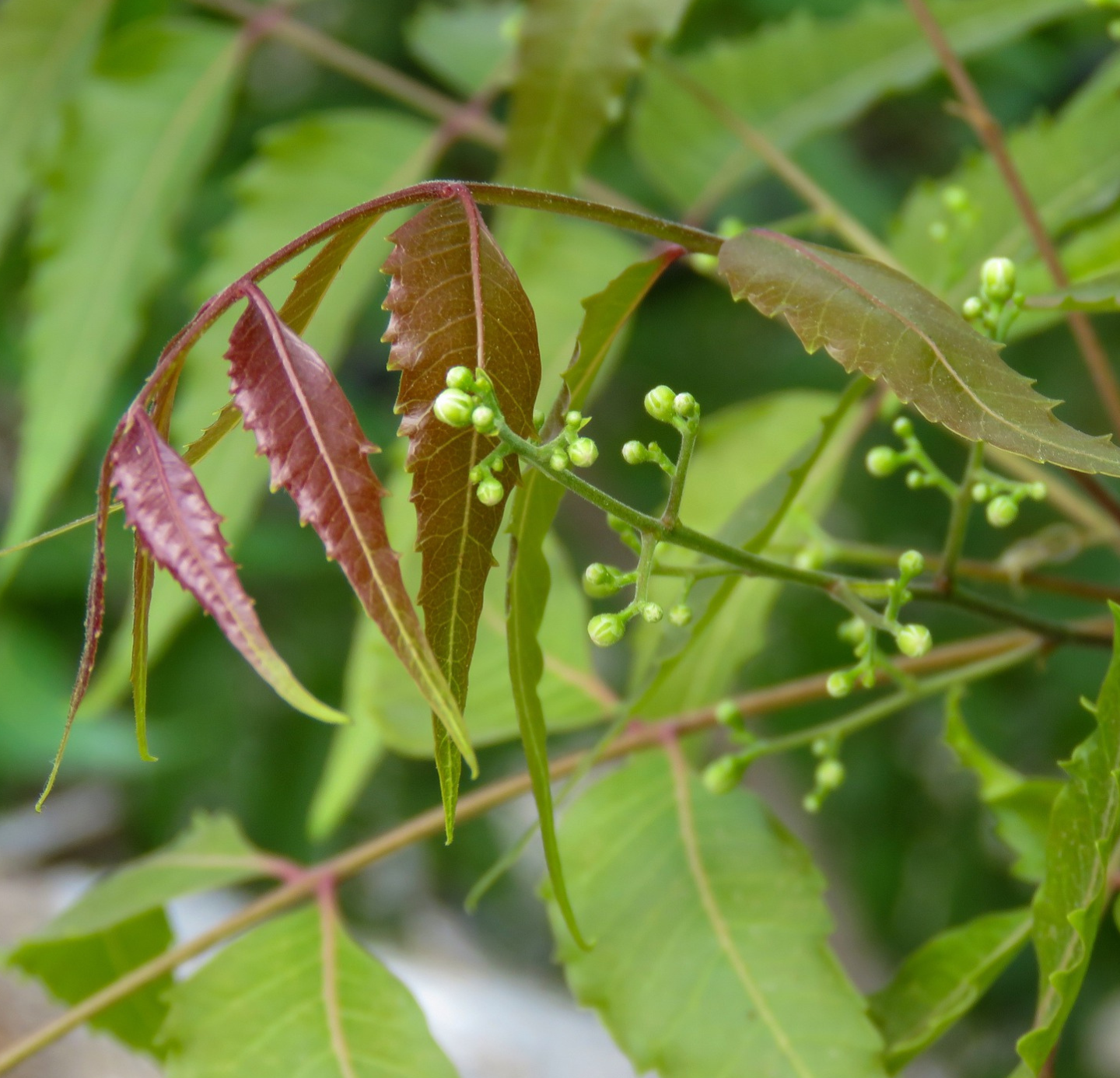 Neem Oil