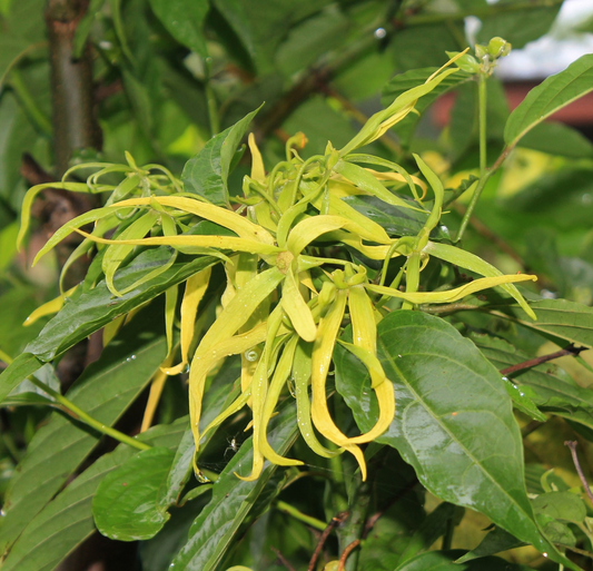 Ylang Ylang Oil