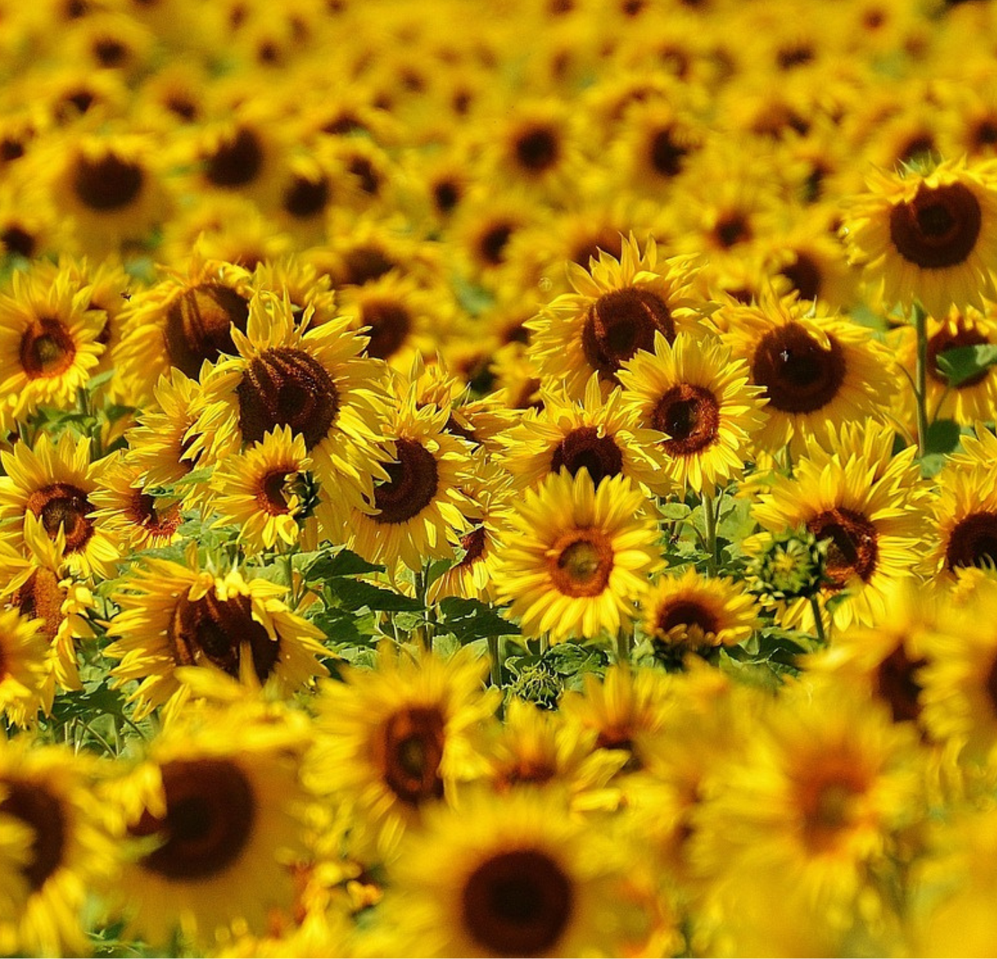 Sunflower oil