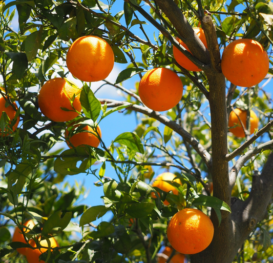 Neroli Oil