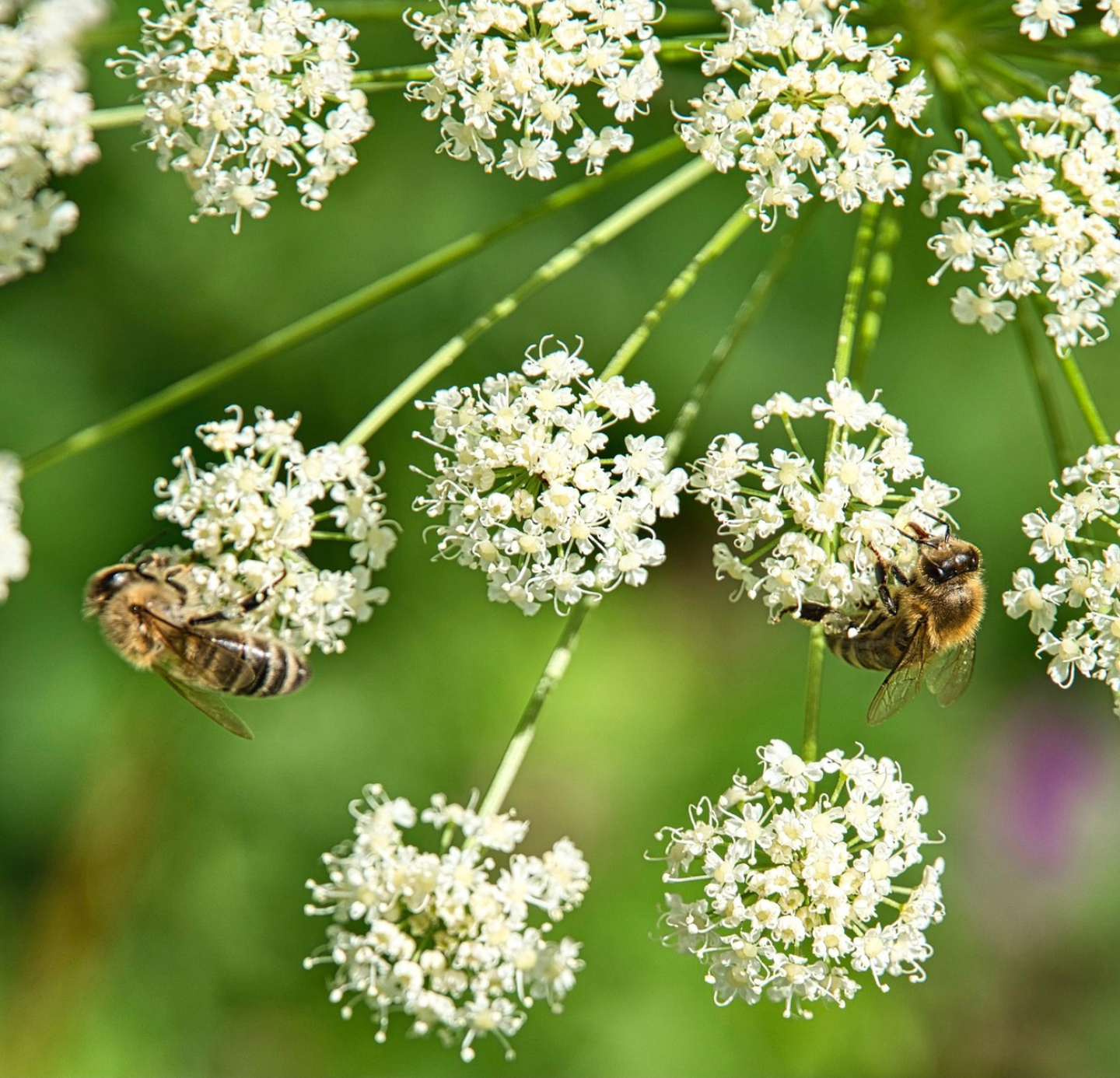 Ajwain Oleoresin