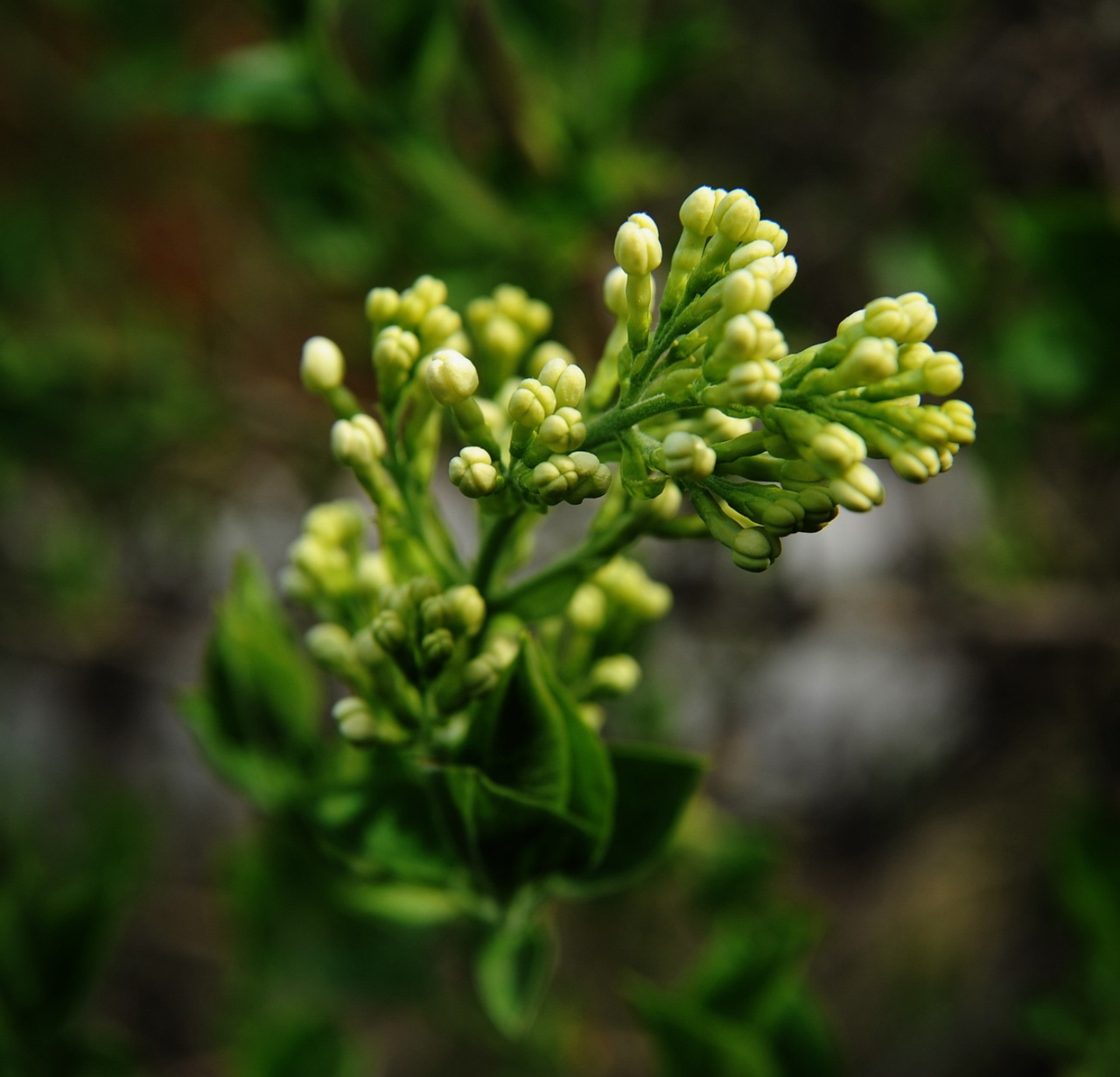 Clove Oleoresins