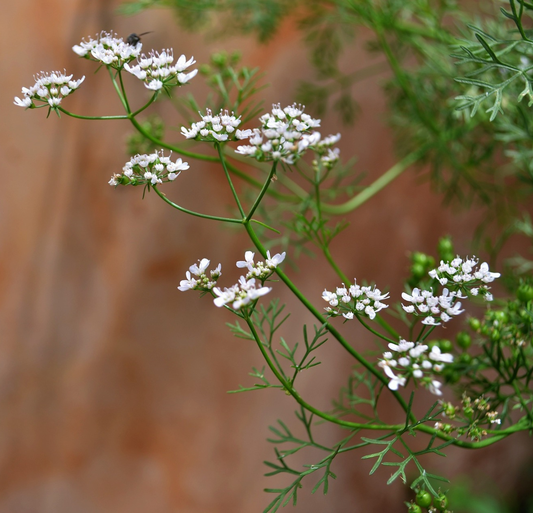 Coriander Oil