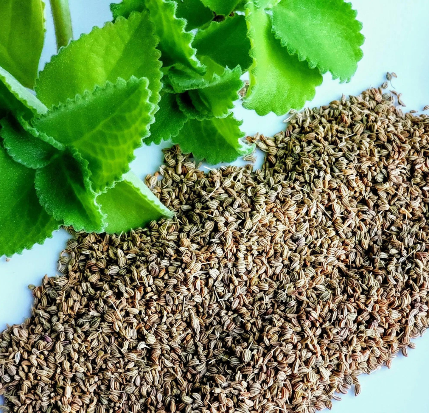 Ajwain Oleoresin