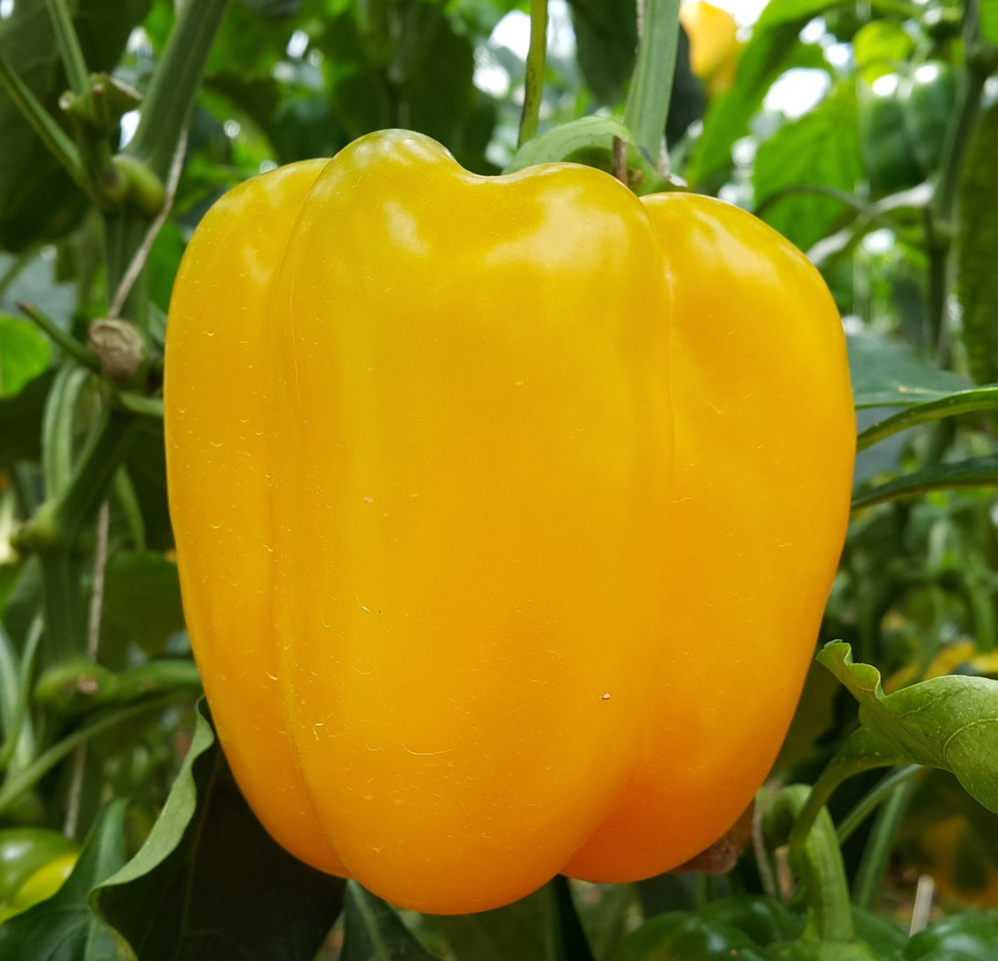 Capsicum Oleoresins