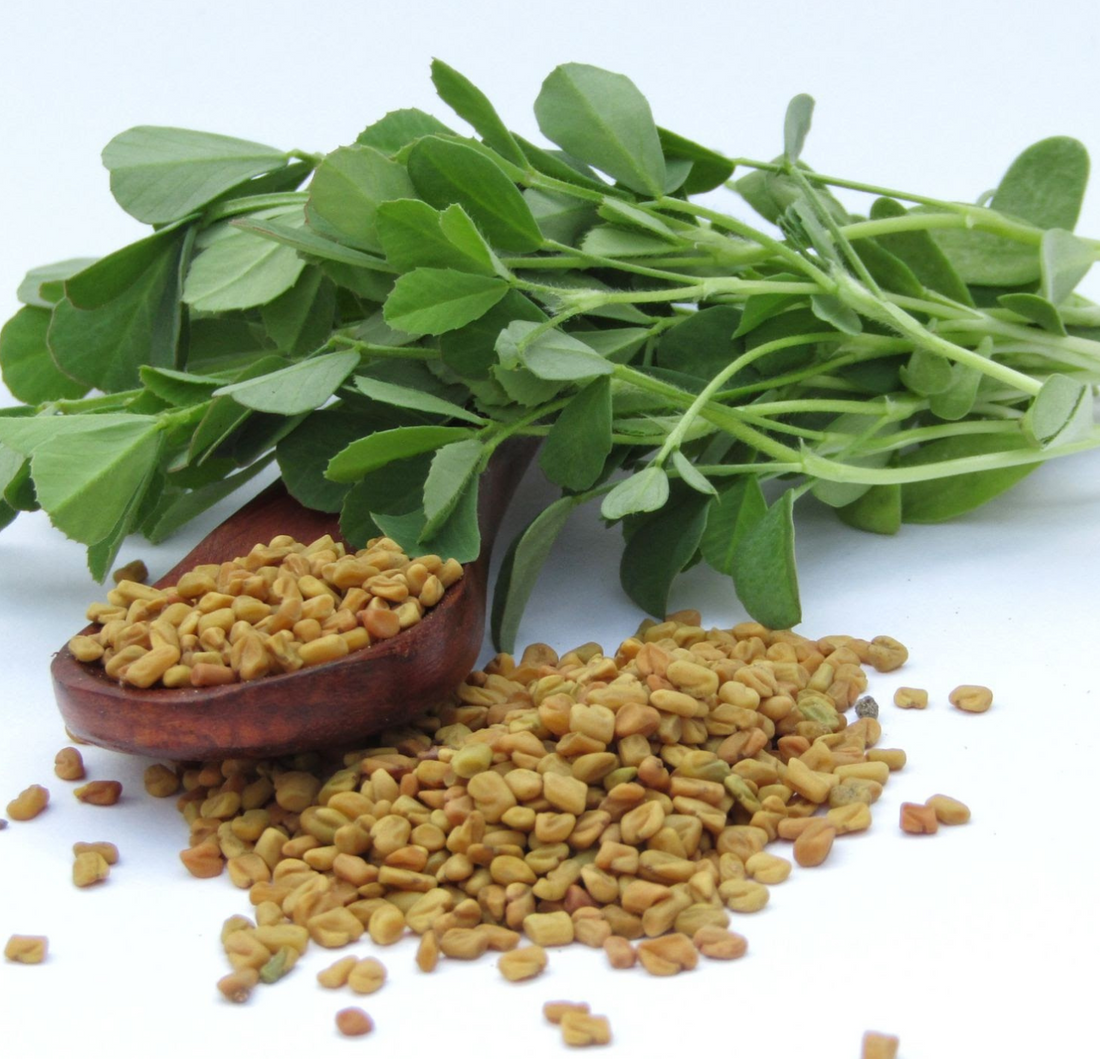 Fenugreek Oil