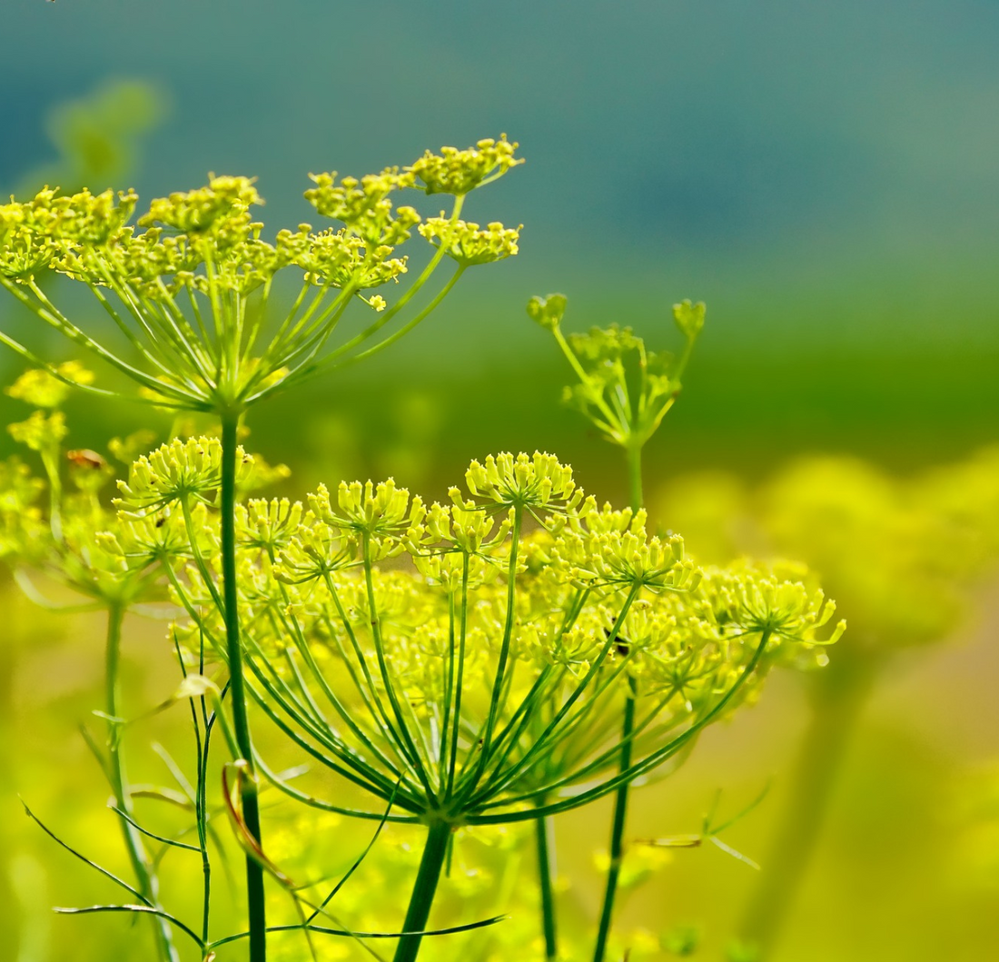 Fennel oil