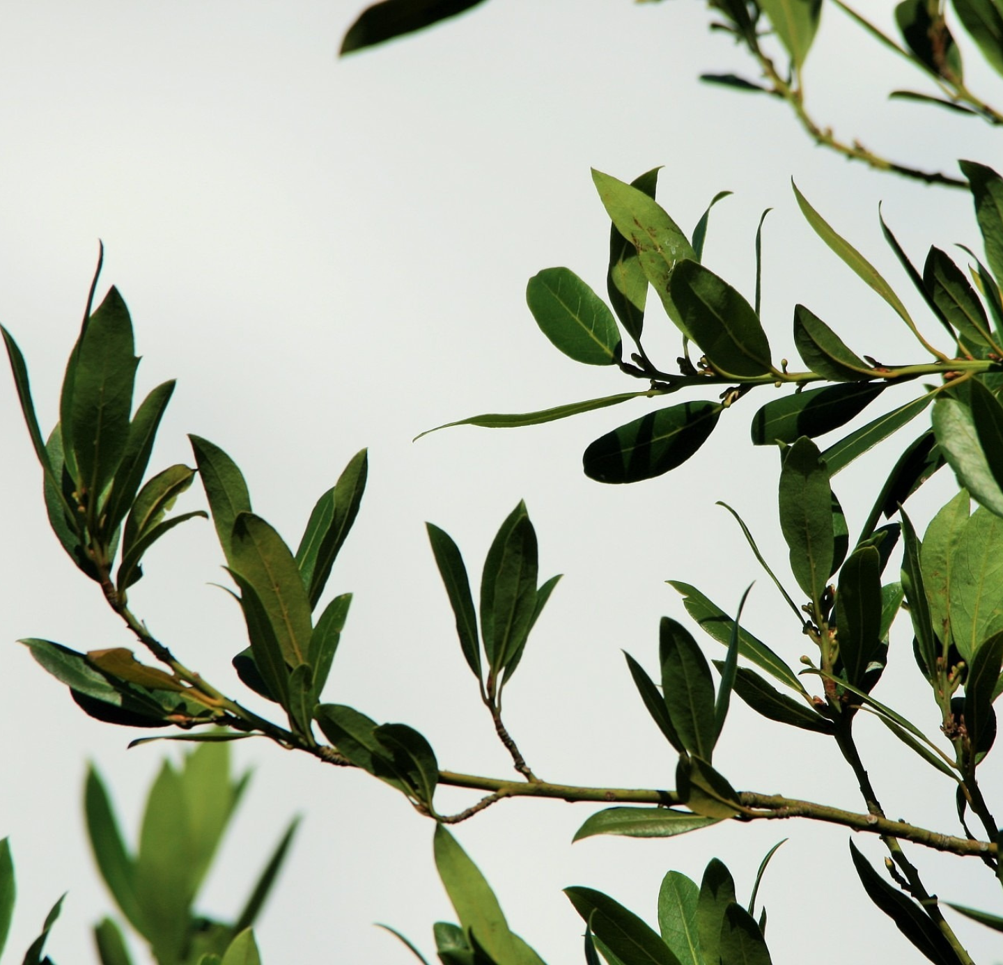 Bay Leaf Oleoresins