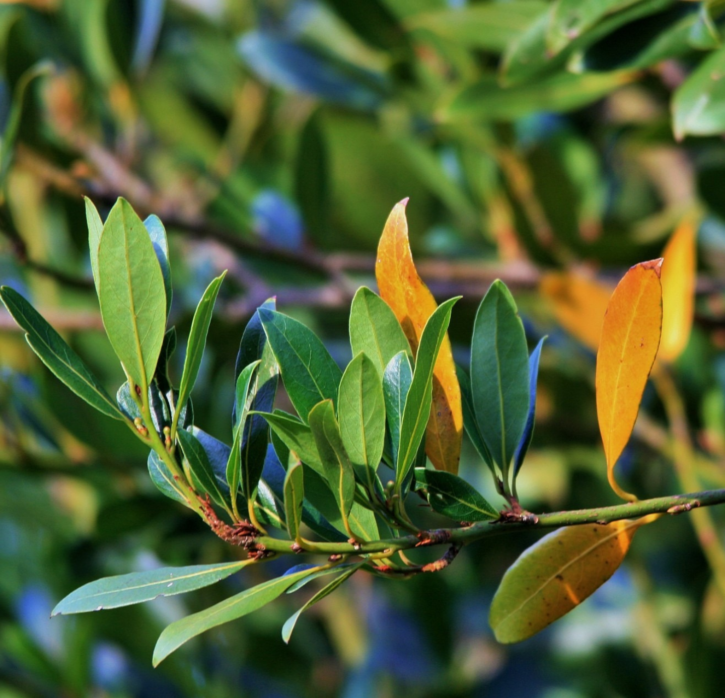 Bay Leaf Oleoresins